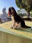 Pui Beagle cu Pedigree