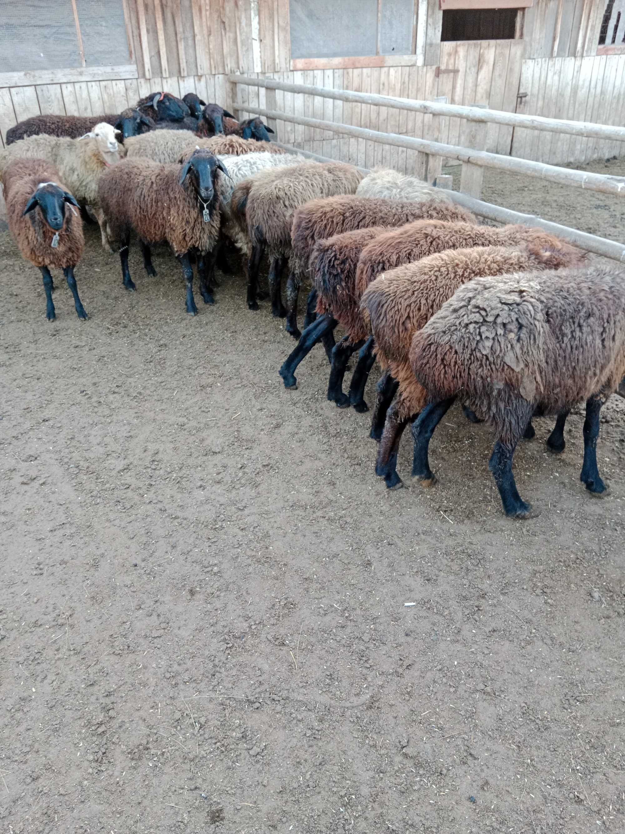 Бараны и овцы жирные курдючные в Наримановке
