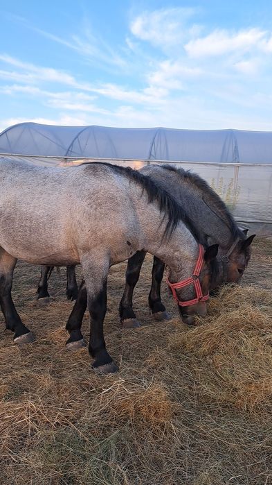 Vând iapa si mânză