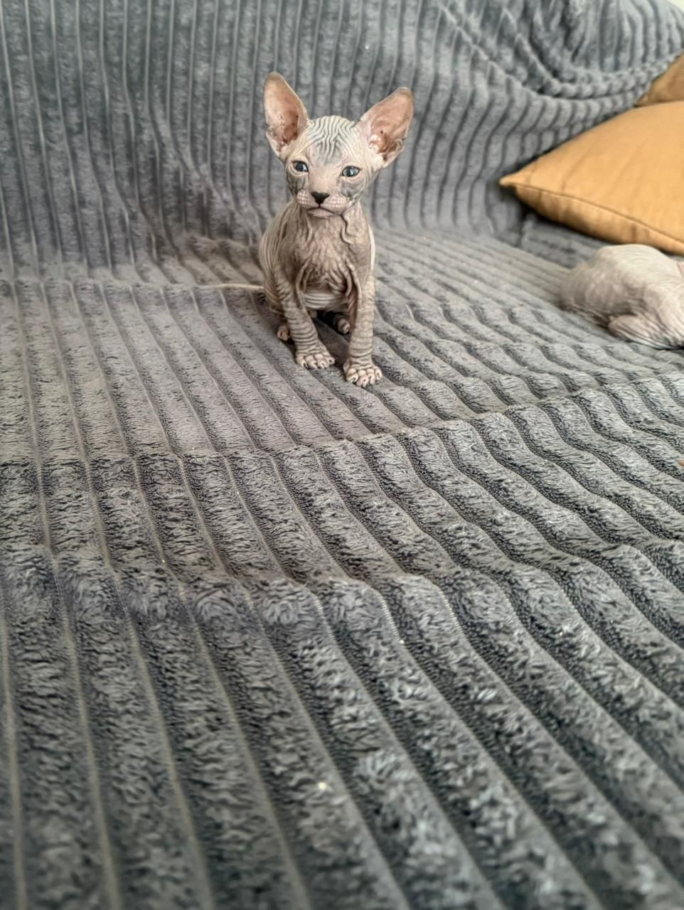Котята сфинксики
