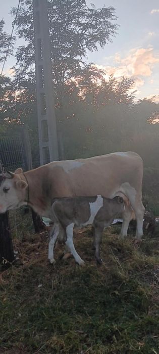 Vând vaca fara vițel