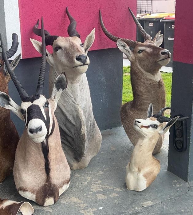 Трофеи африкански