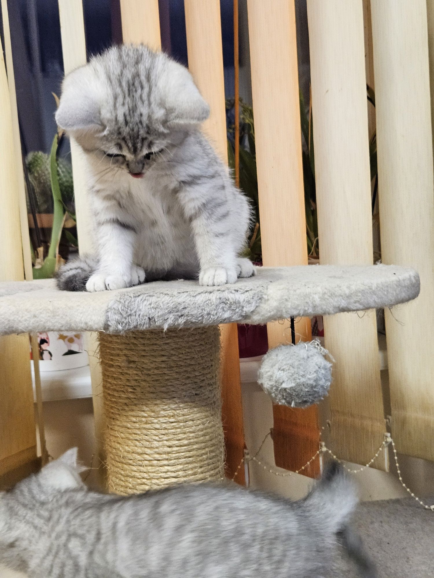 Британски късокосмести котенца