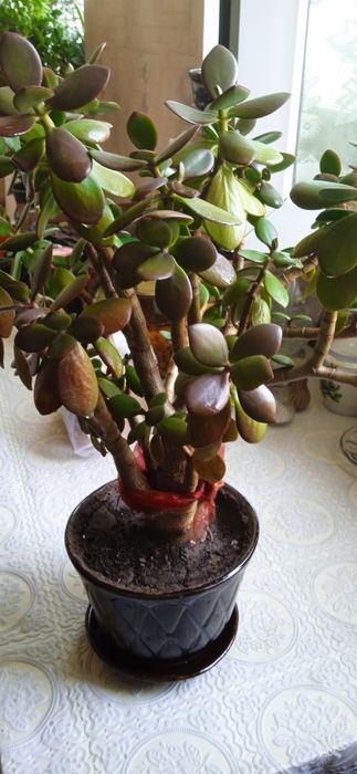 Комнатный цветок ему 15 лет