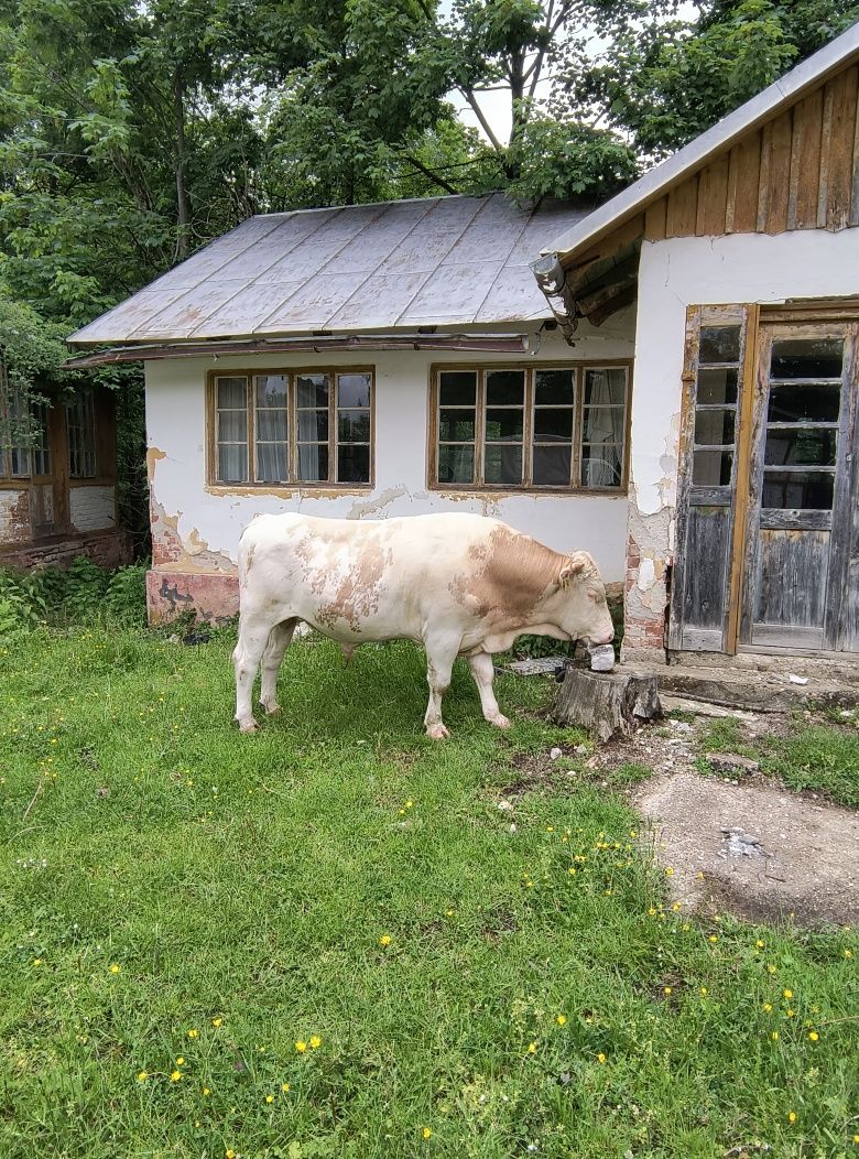 Vând taur vârstă 2 ani