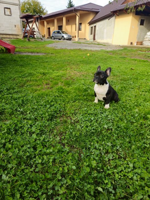 Femelă Bulldog Francez