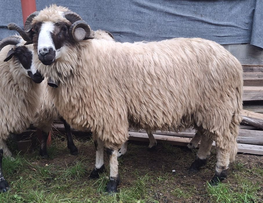 Mior breaz cu genetina si forme foarte bune