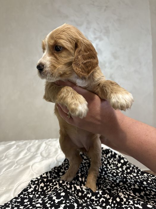 Кучета за трюфели