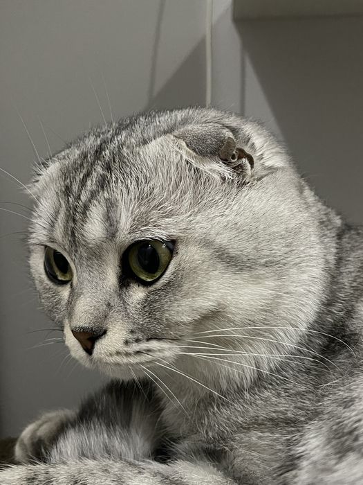 Вязка Скотишь Фолд