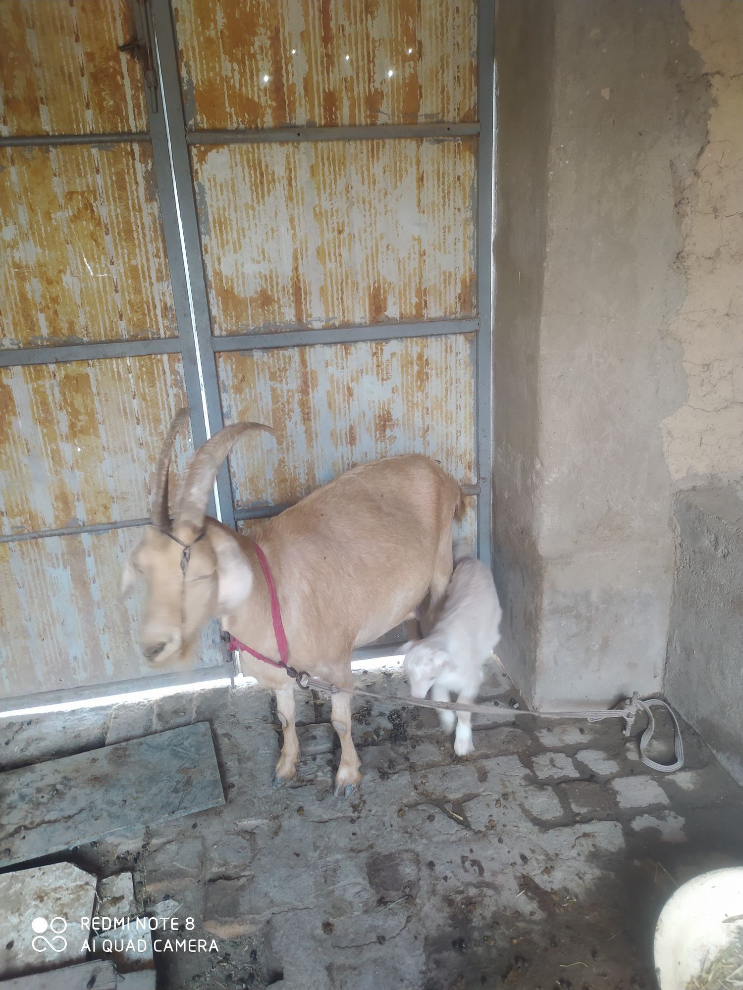 Ona bola echki sotiladi