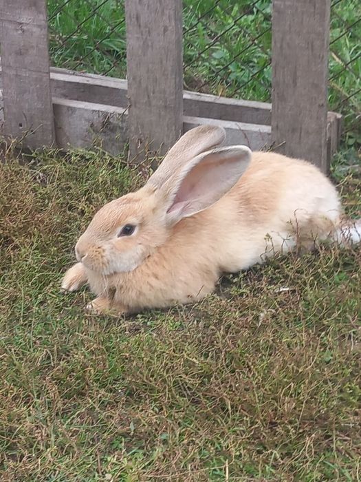 Перник продавам зайци порода пеперуда 6 на месеца