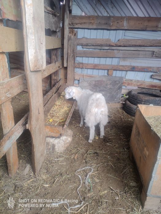 Продам козлёнок породистый