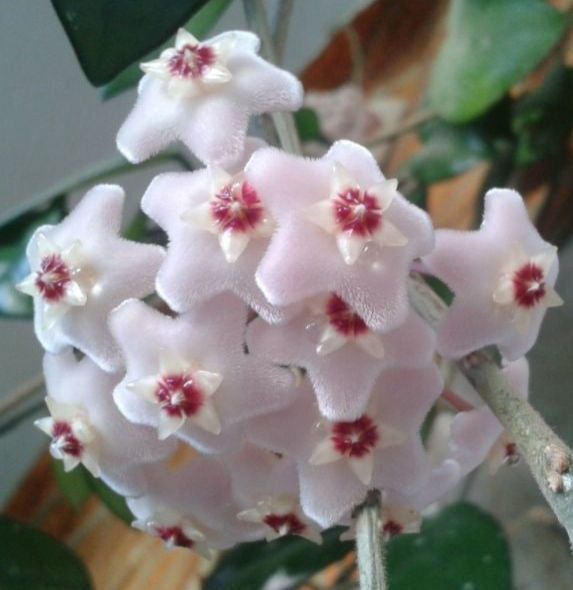 Продам. Хойя - красивоцветущие комнатное растение