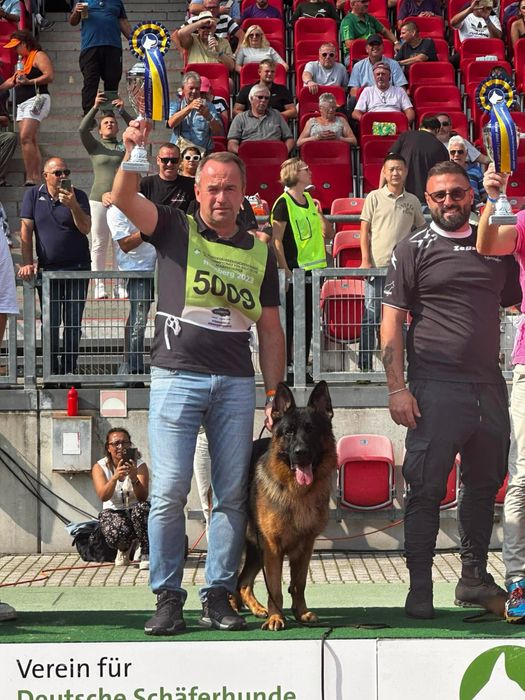Pui ciobanesc german cu par scurt de inalta calitate