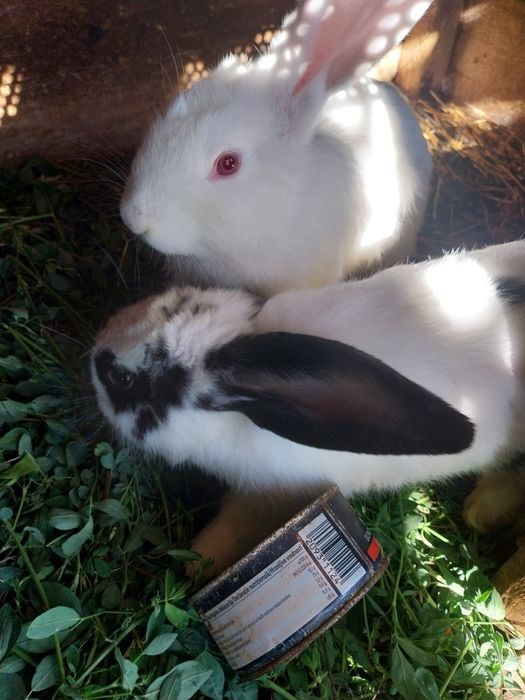Vând iepurași de 3 luni