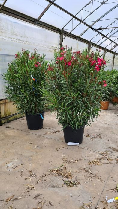 Plante glob, tuia, buxus, euonimus, photinia etc