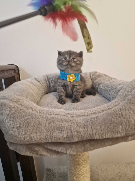 Băiețel british tabby