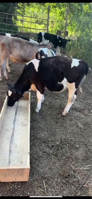 Vand 3 vitele si un tauras 140 milioane