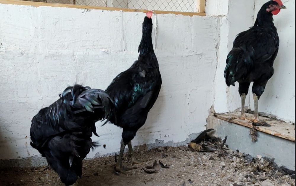 Гигант корашахзода жужа хурозлари сотилади