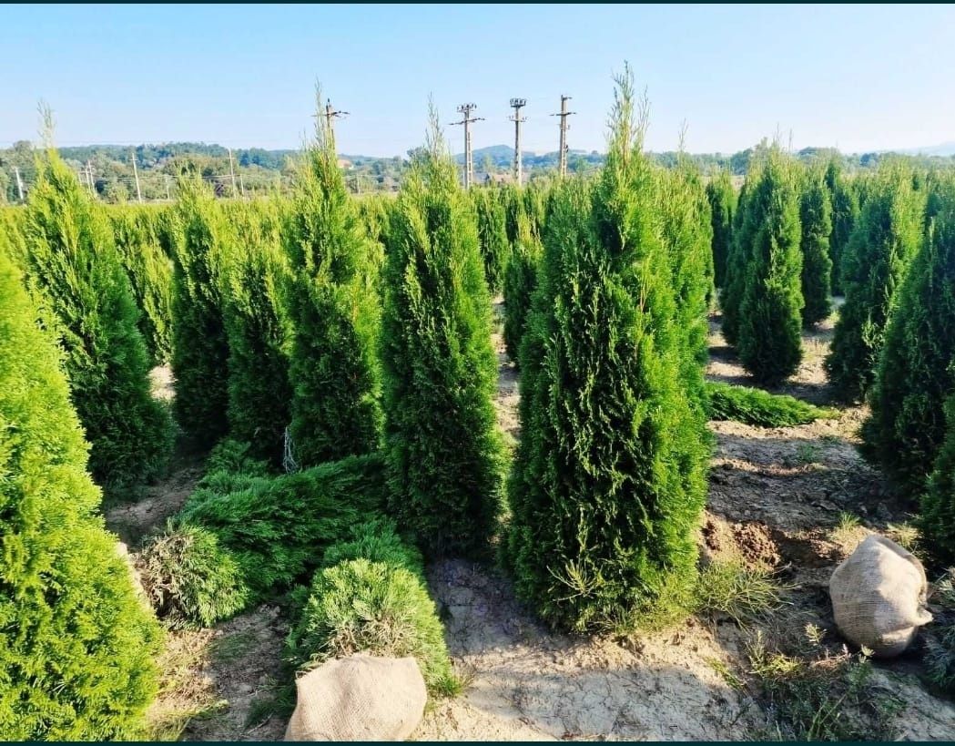 Tuia thuja de mai multe dimensiuni