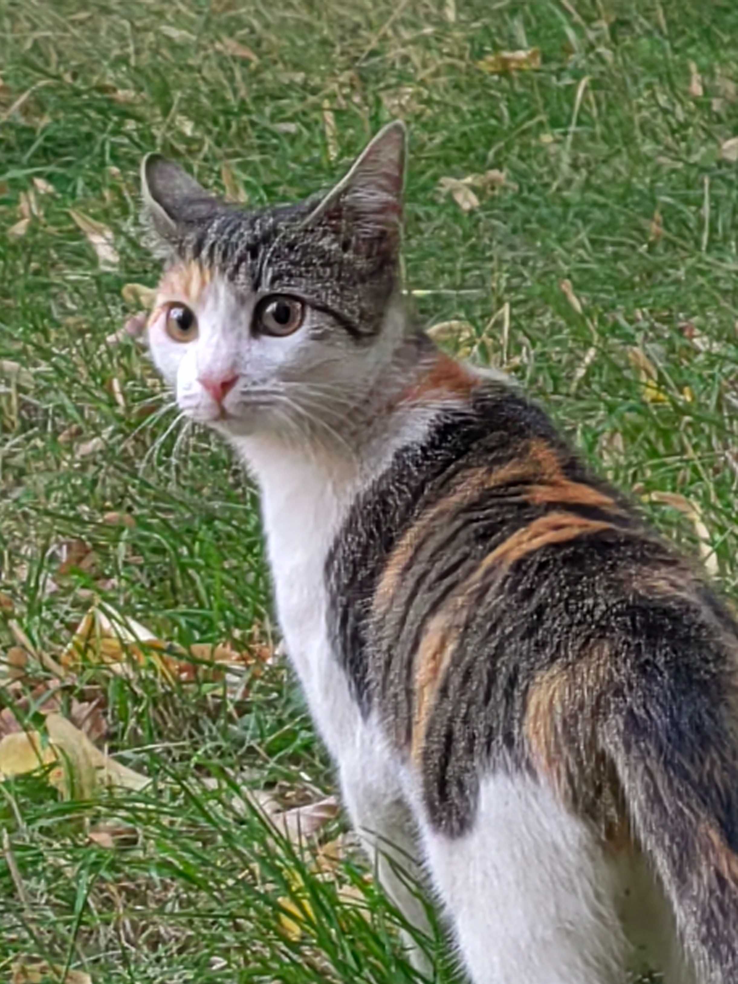 Трицветно коте се подарява