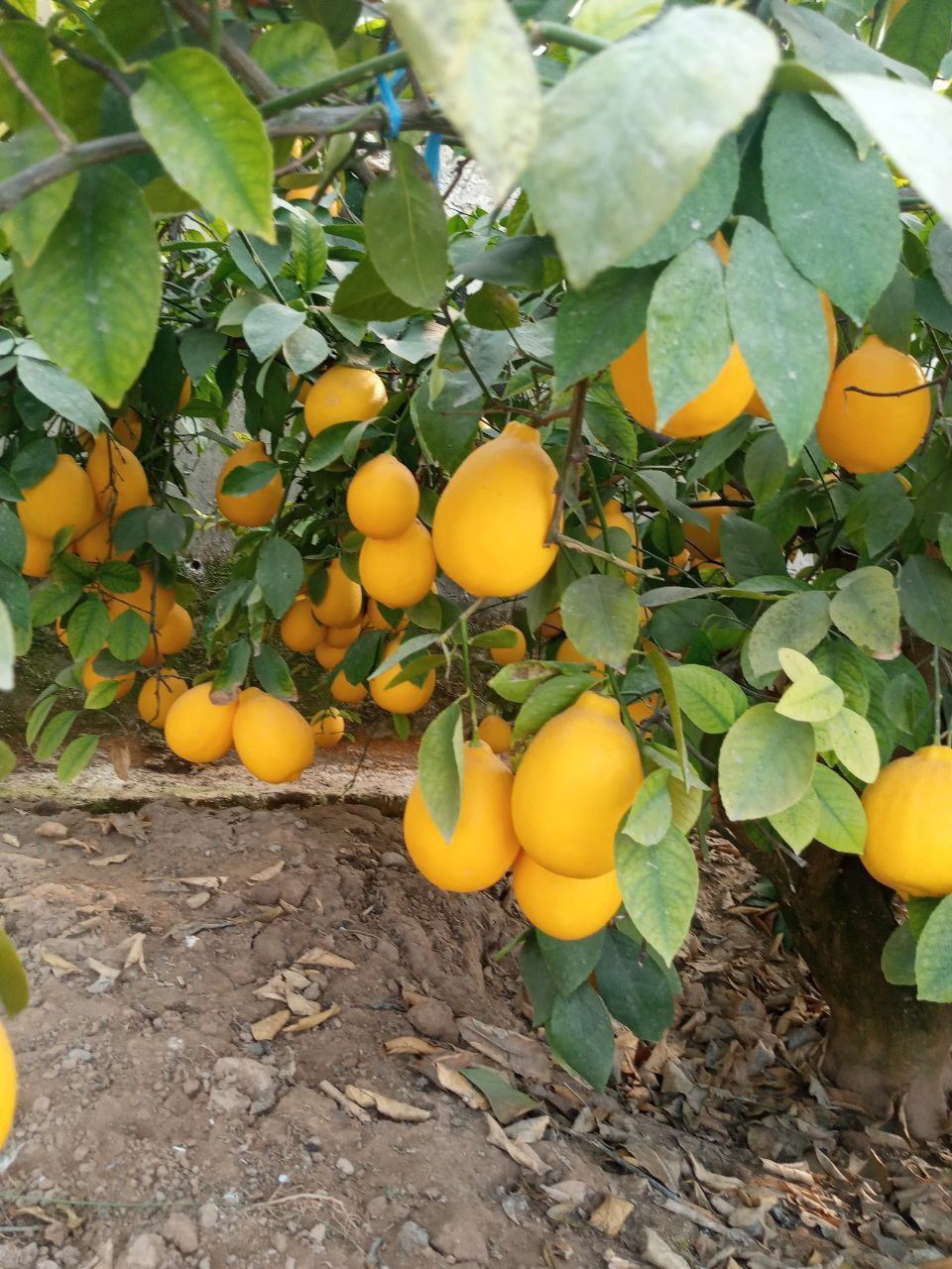 Lemon kuchatlar Mir navli