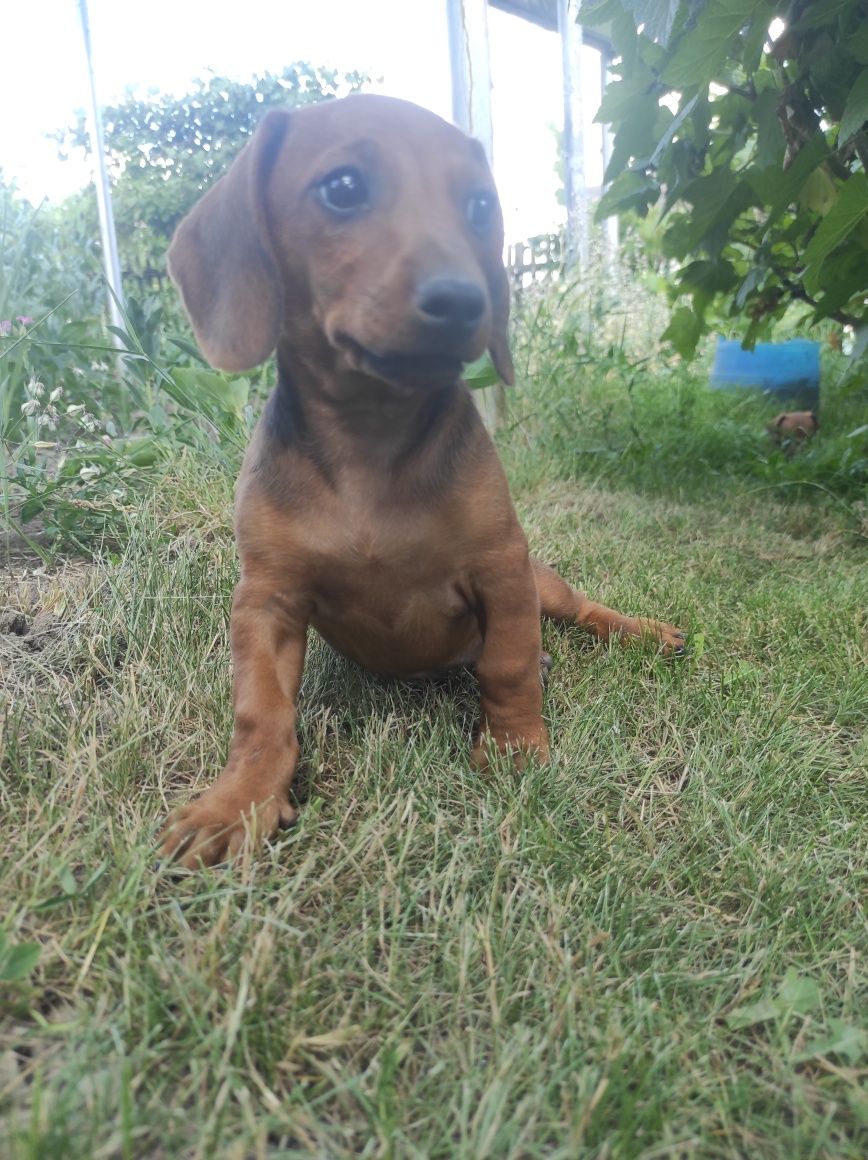 Vand catel Teckel Dachshund