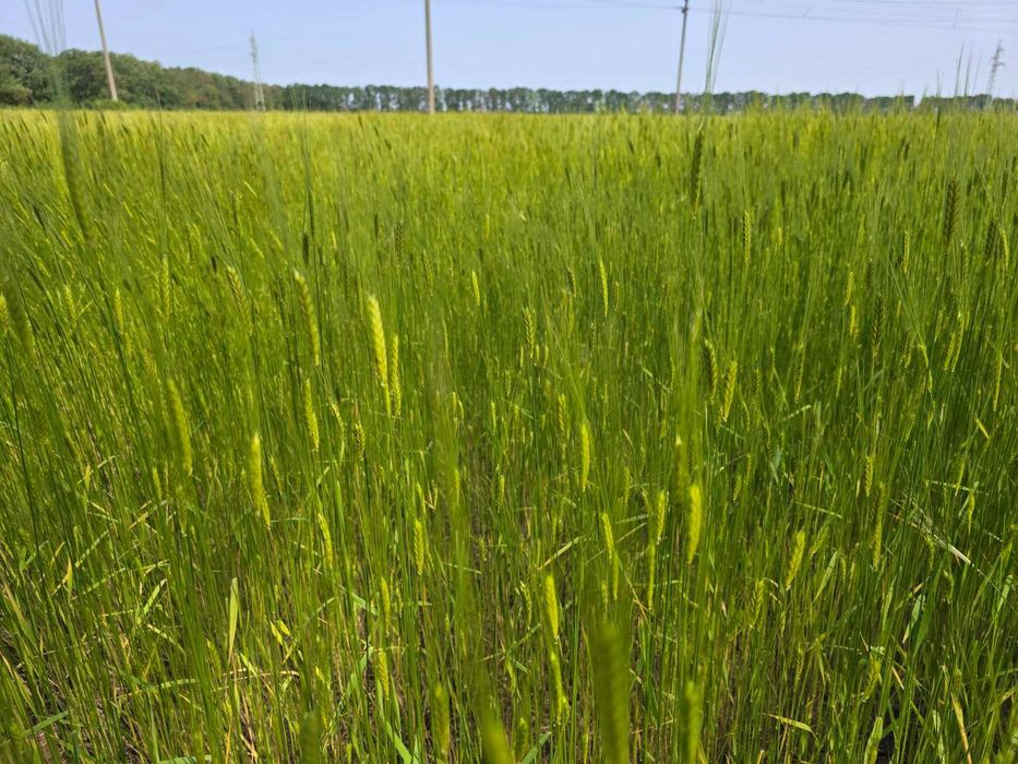 Брашно от пълнозърнест лимец-реколта 2025г