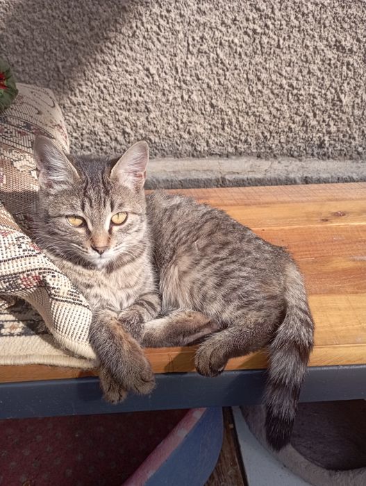 Мальенкие кошки бесплатно 4 шт 3 серых 1 черный