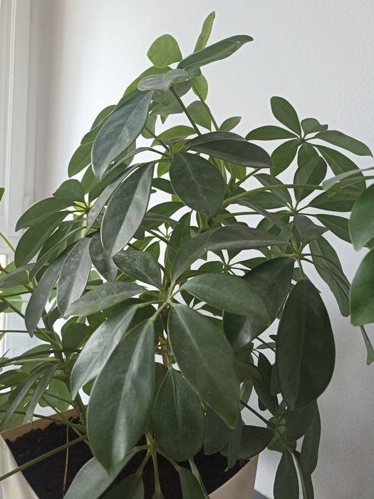 Шефлера шикарный цветок. Срочно. Для дома и офиса