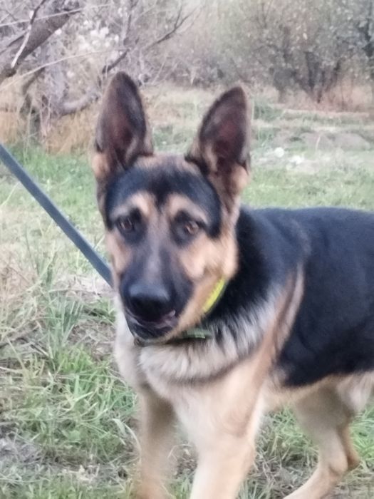 Чистокровный Авчарка Кобель 8 месяц