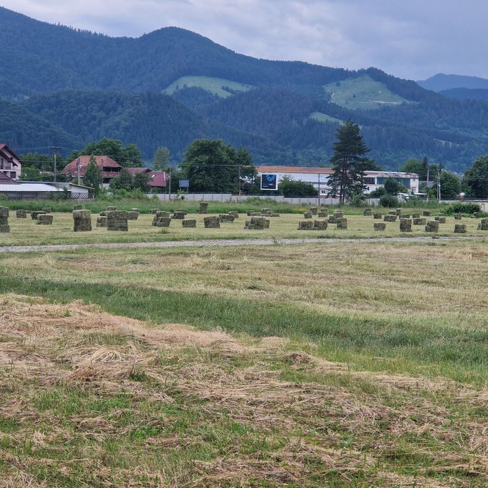 Baloti fân și lucerna