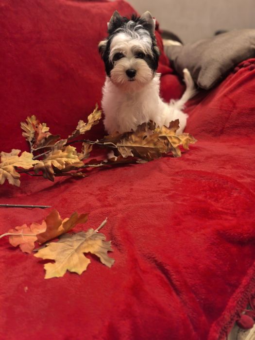 Йорки Бивер момиче