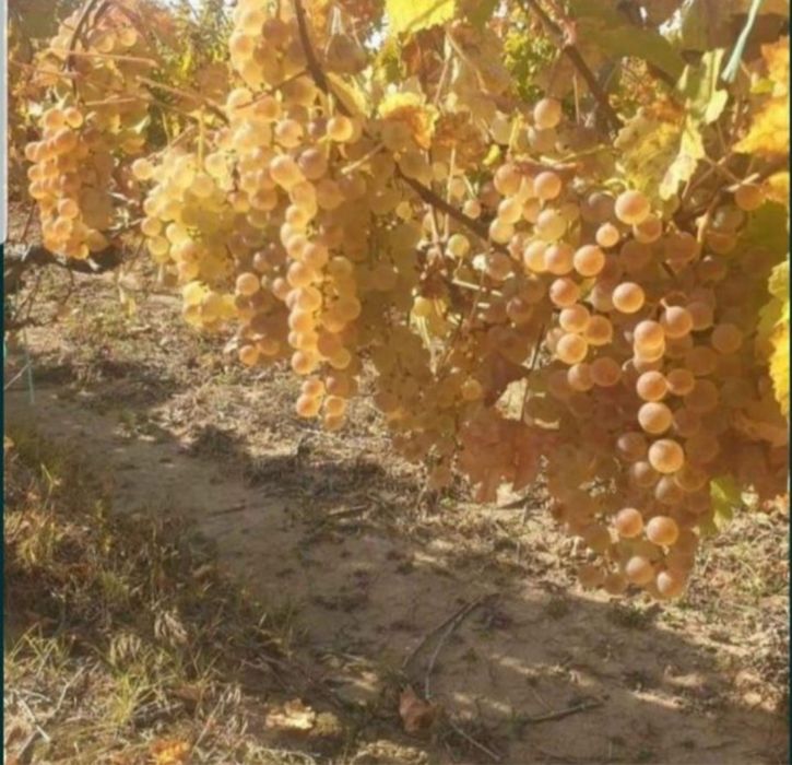 Struguri de vin producție 2025