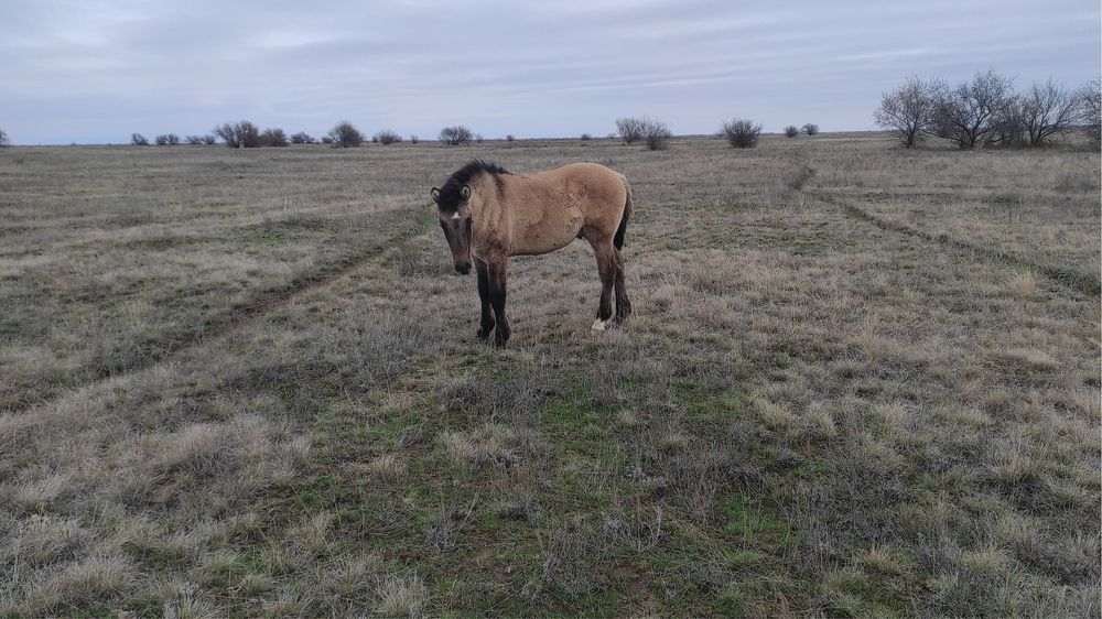 Семиз жабагылар сатылады