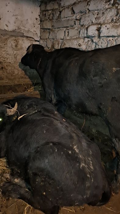 Vând două juninci de bivol gestante