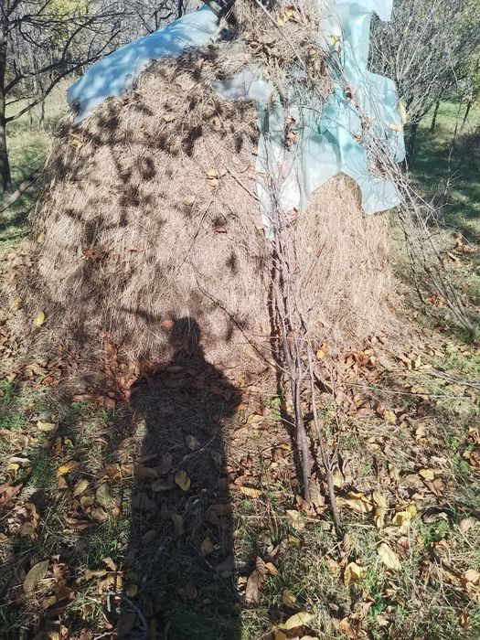 Fân  de bună calitate de vanzare