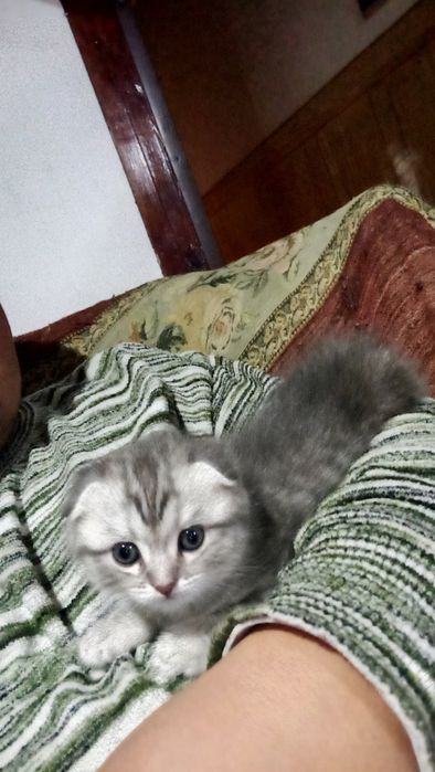 Готовится к продаже котенок шиншилла скоттиш фолд