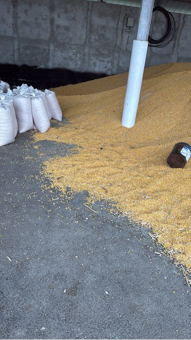 Porumb boabe recolta 2025