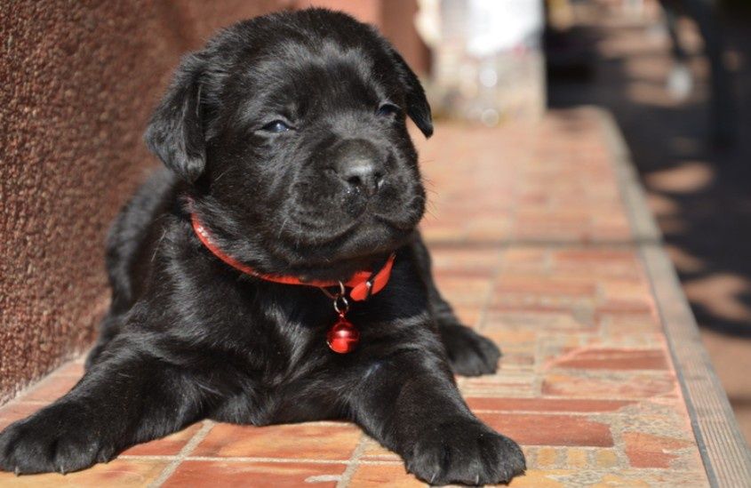 Labrador Retriever cu pedigree