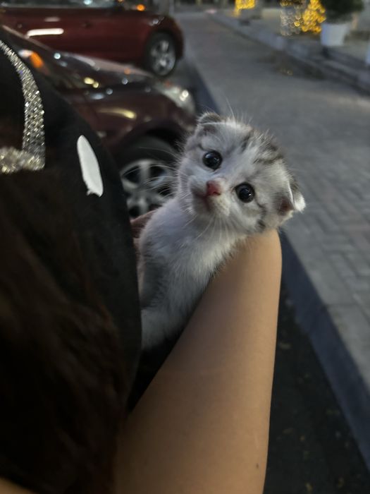 кот Вислоухий Шотландец для вязки