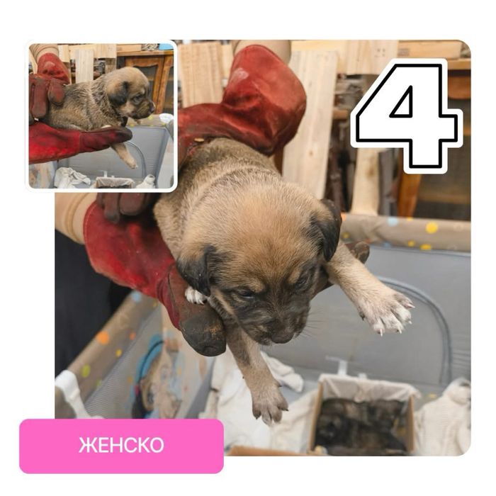 Подарявам бебета кучета