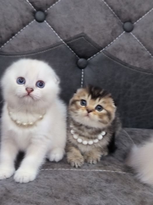 Котята от правильной вязки