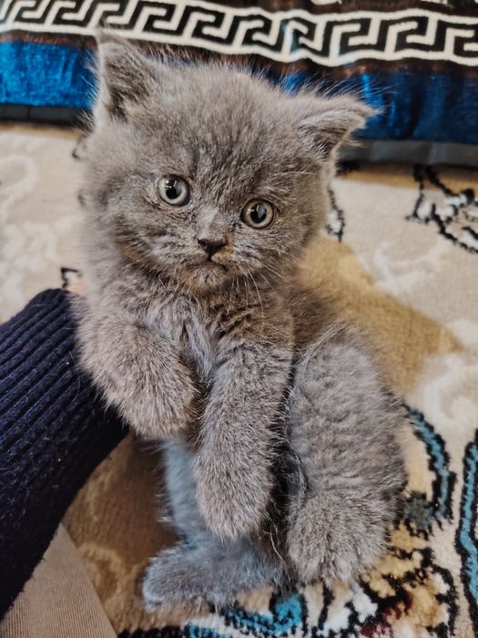 Продаётся кошка.