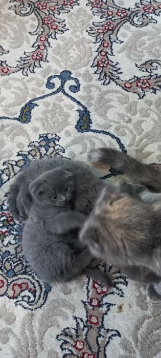 Фолд страйт мушукчалар сотувда