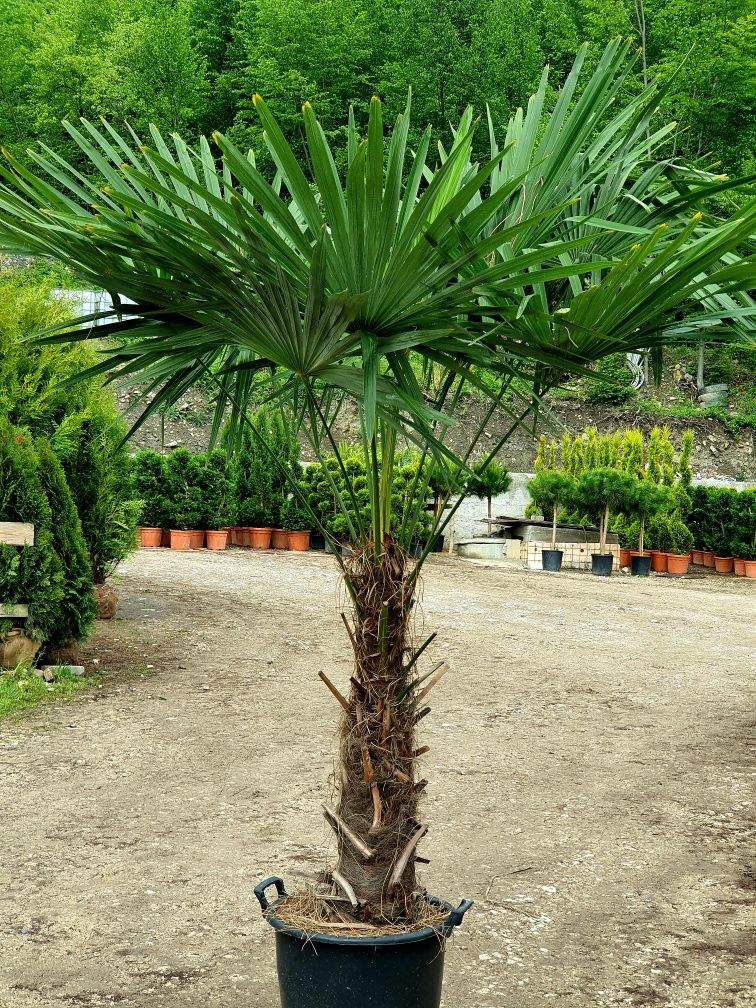 Pon pon, tuia spiralata, palmier, cycas, cedru pletos (plangator) ilex