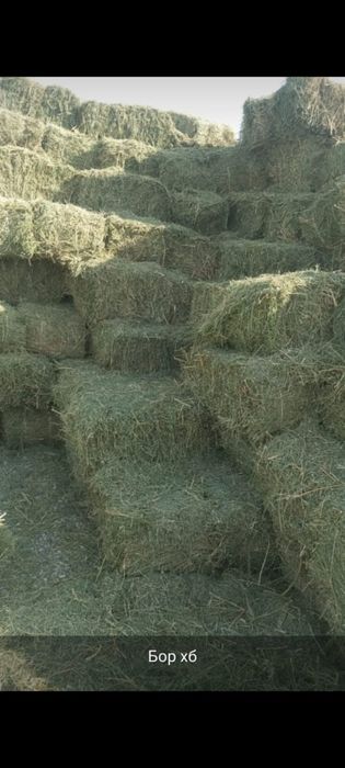 1-2 ші тұрған жоңыршқа, 1500т. Қалганы жоңыршқа аралас жантақ 900т