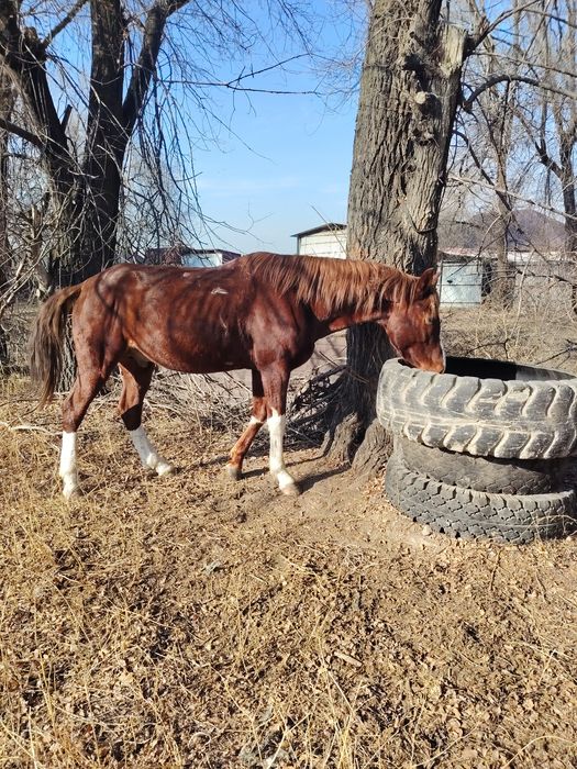 Продам жеребца! 6 лет, рост 1.65