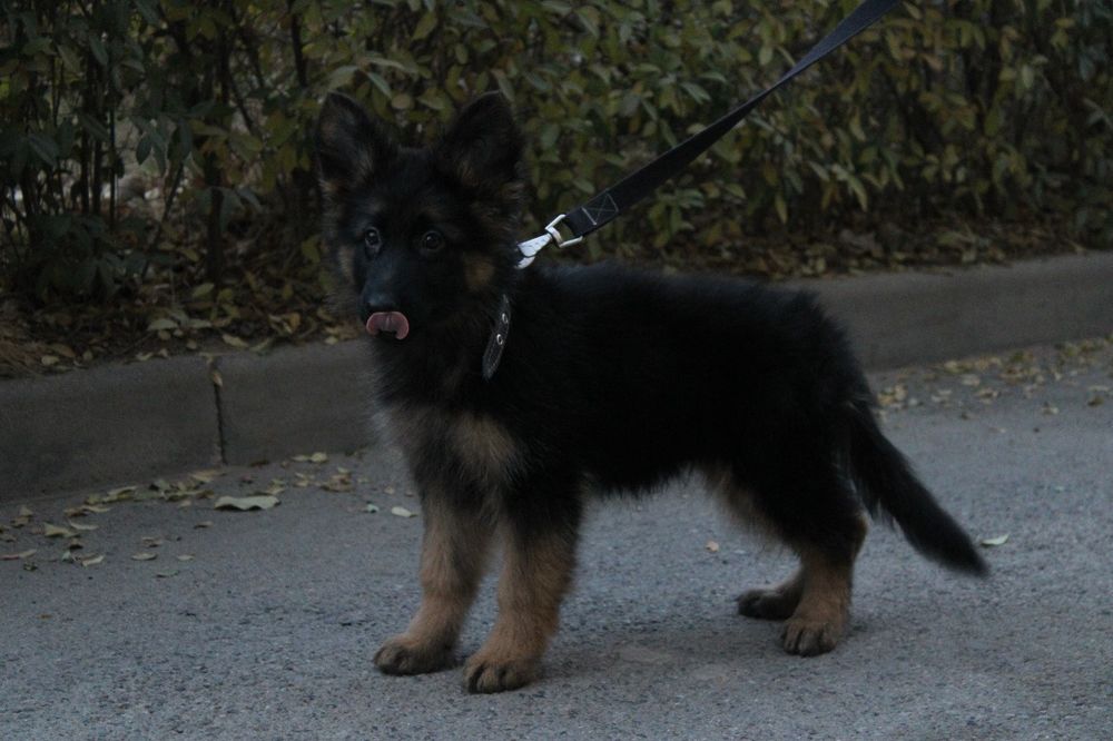 Лучшие из возможных! Супер щенки немецкой овчарки! КНОРК СКК-FCI