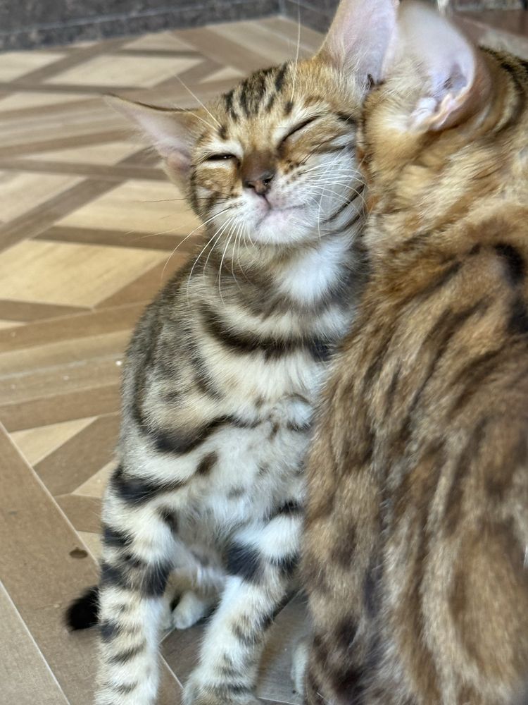 Чистакровый бенгальский кот